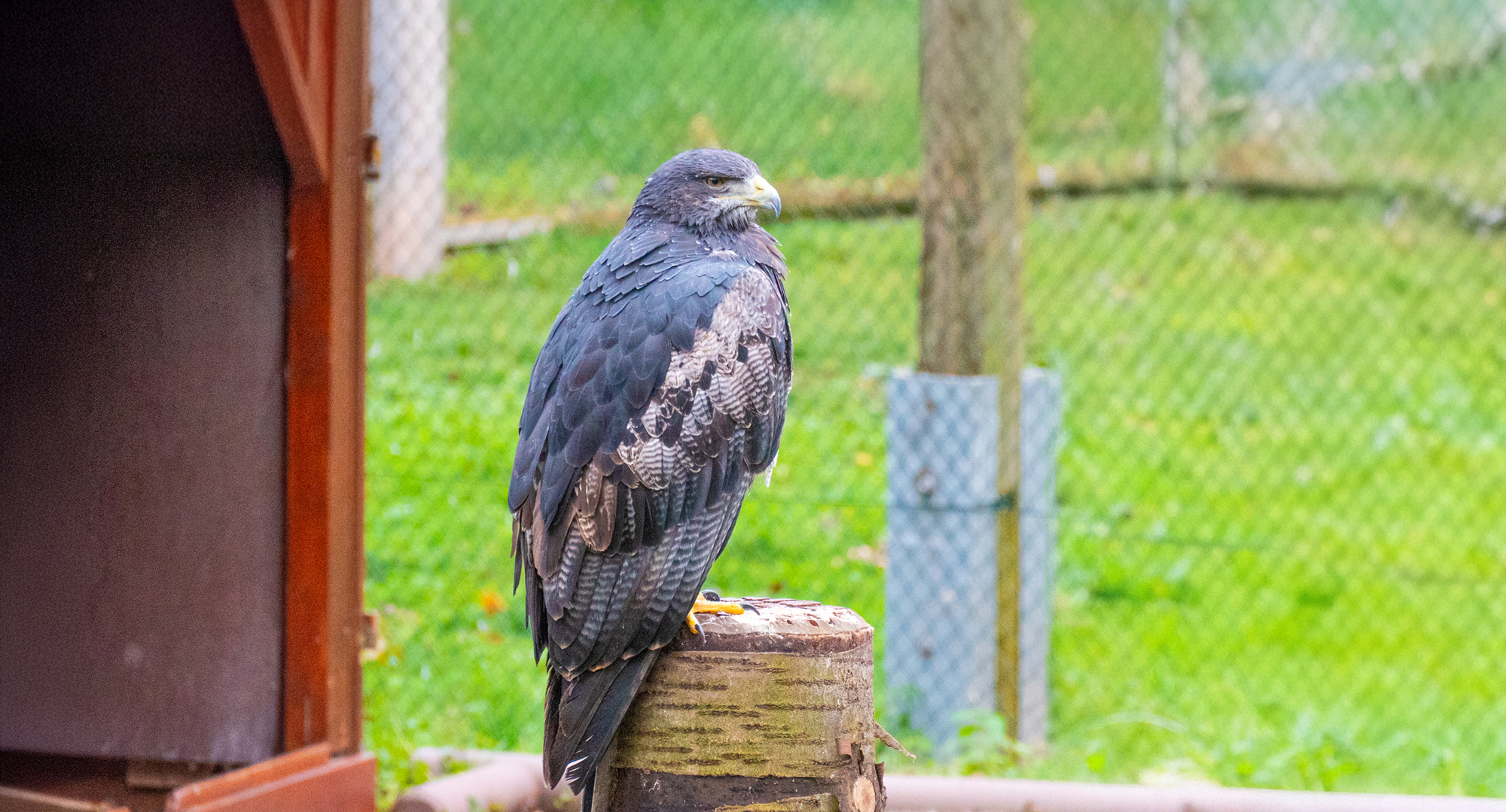 Blaubussard