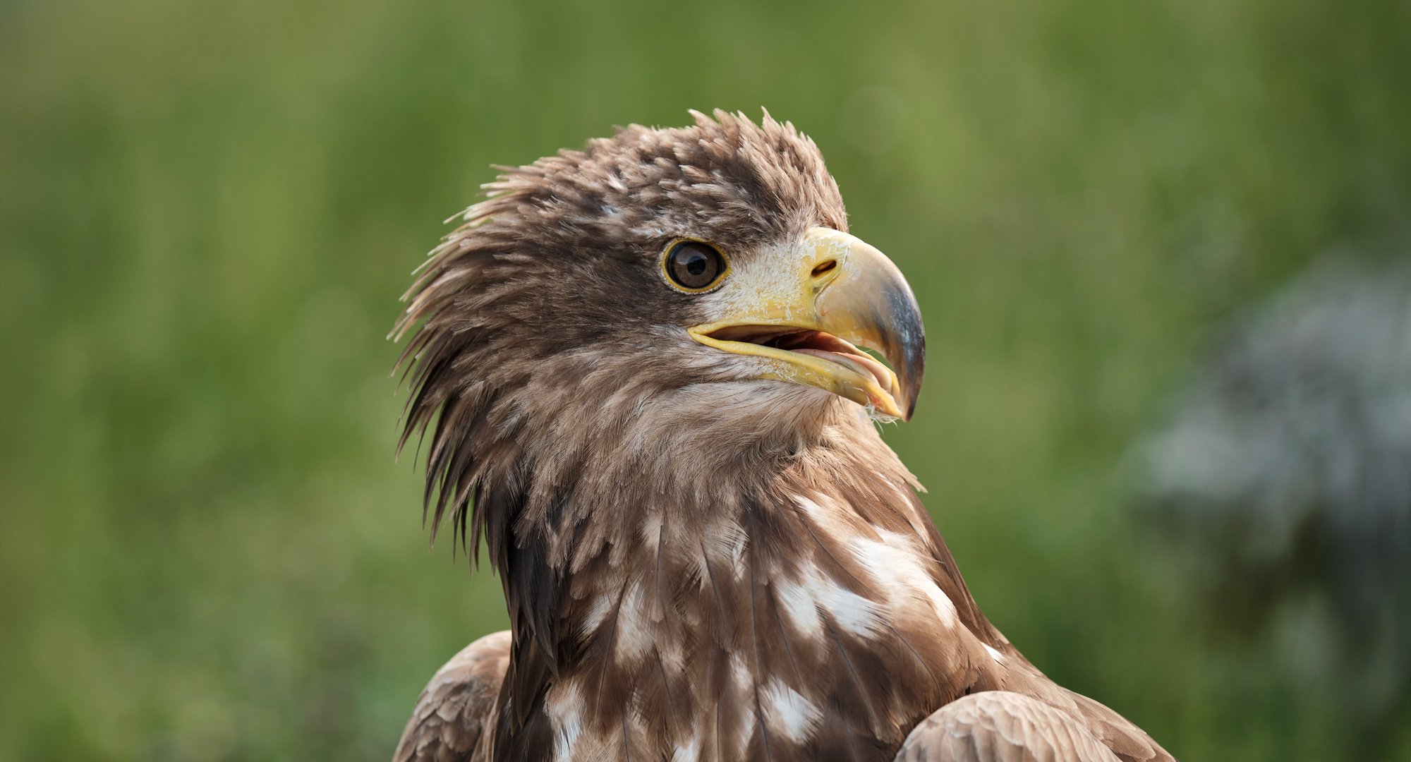 Europäischer Seeadler