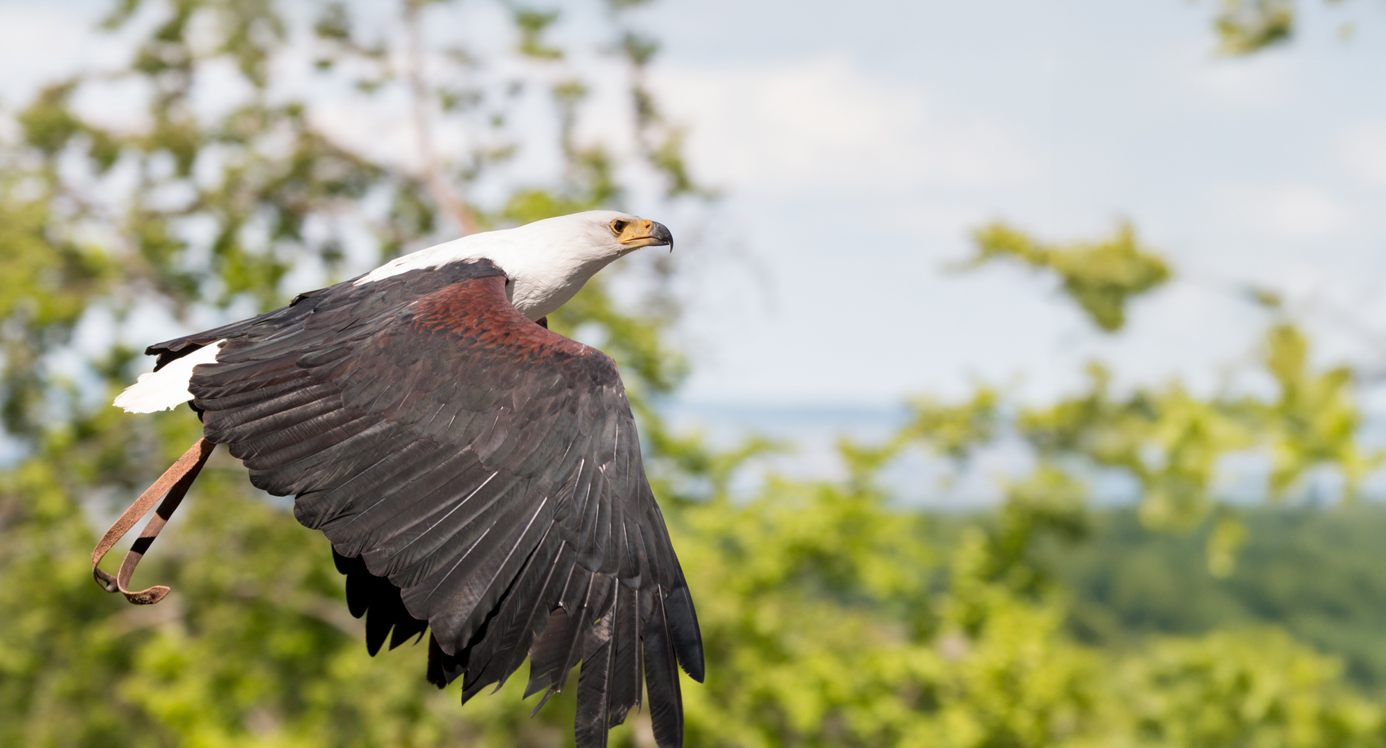 Schreiseeadler