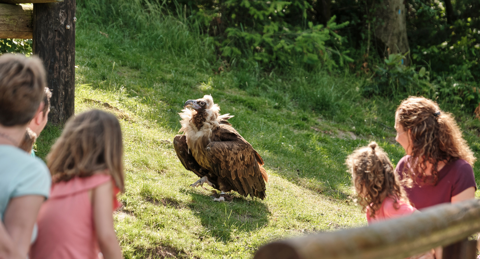 Flugvorführung