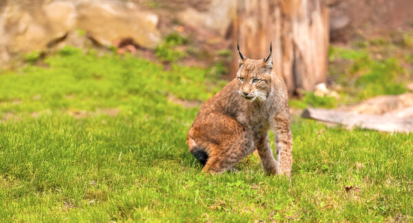 Luchs