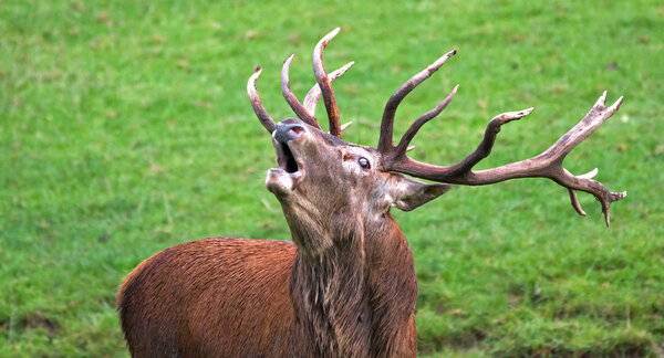 Hirschbrunft