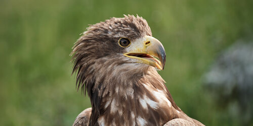 Europäischer Seeadler