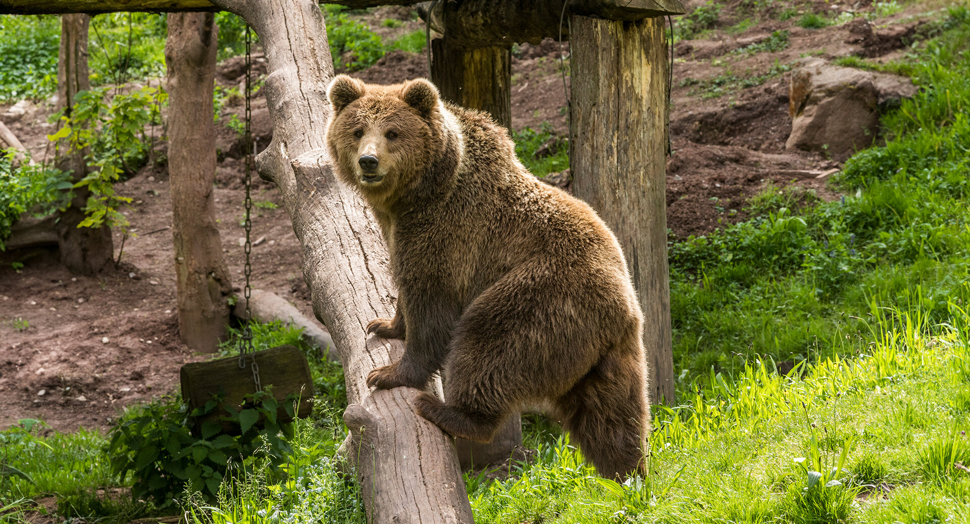 Braunbär auf Baumstamm