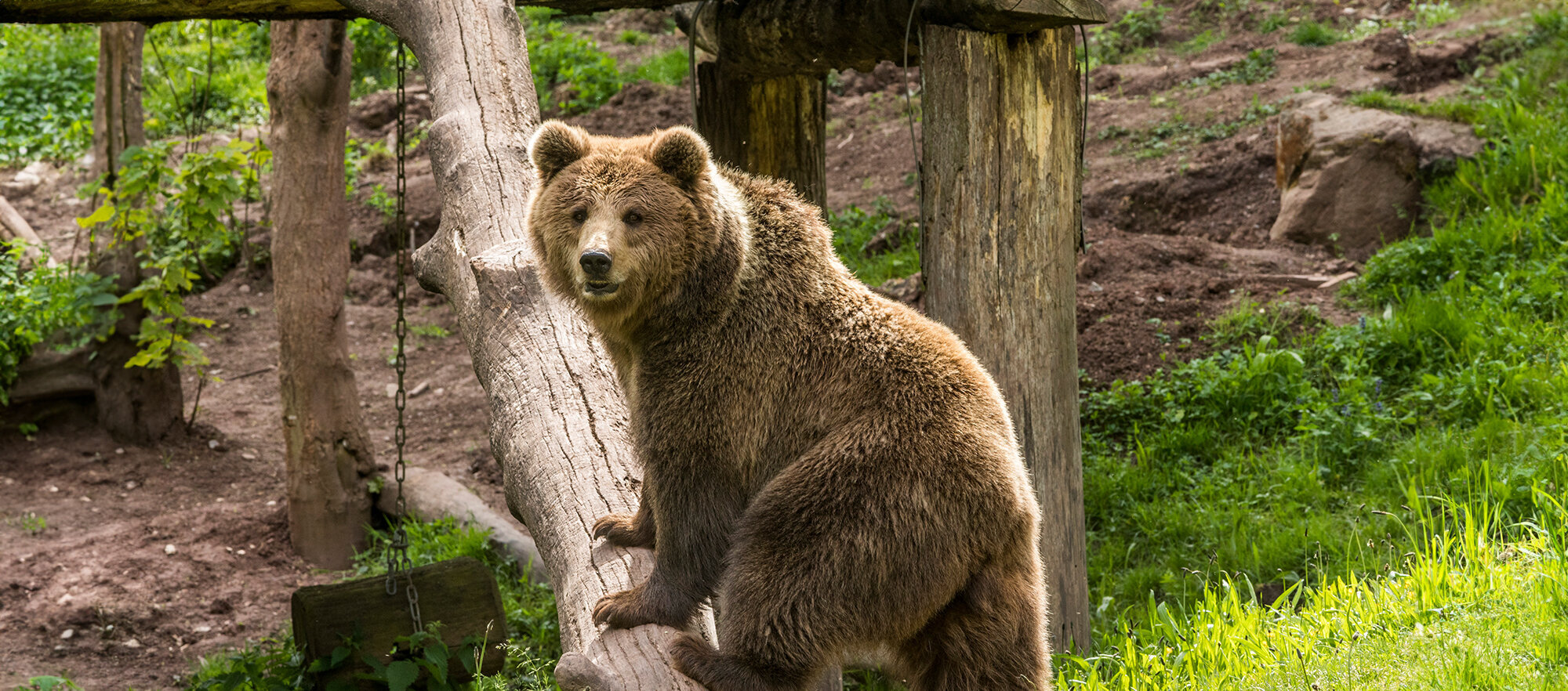Braunbär auf Baumstamm