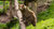 Braunbär auf Baumstamm