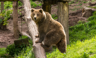 Braunbär auf Baumstamm