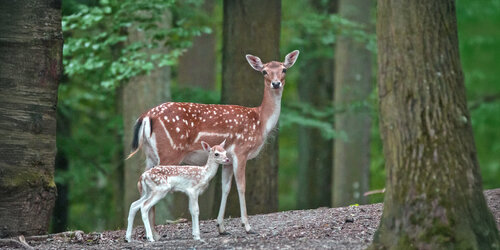 Damwild mit Kitz