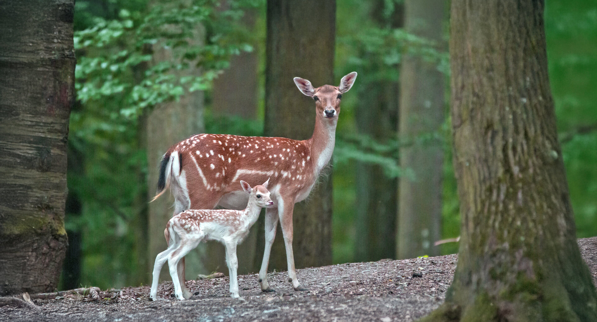 Damwild mit Kitz